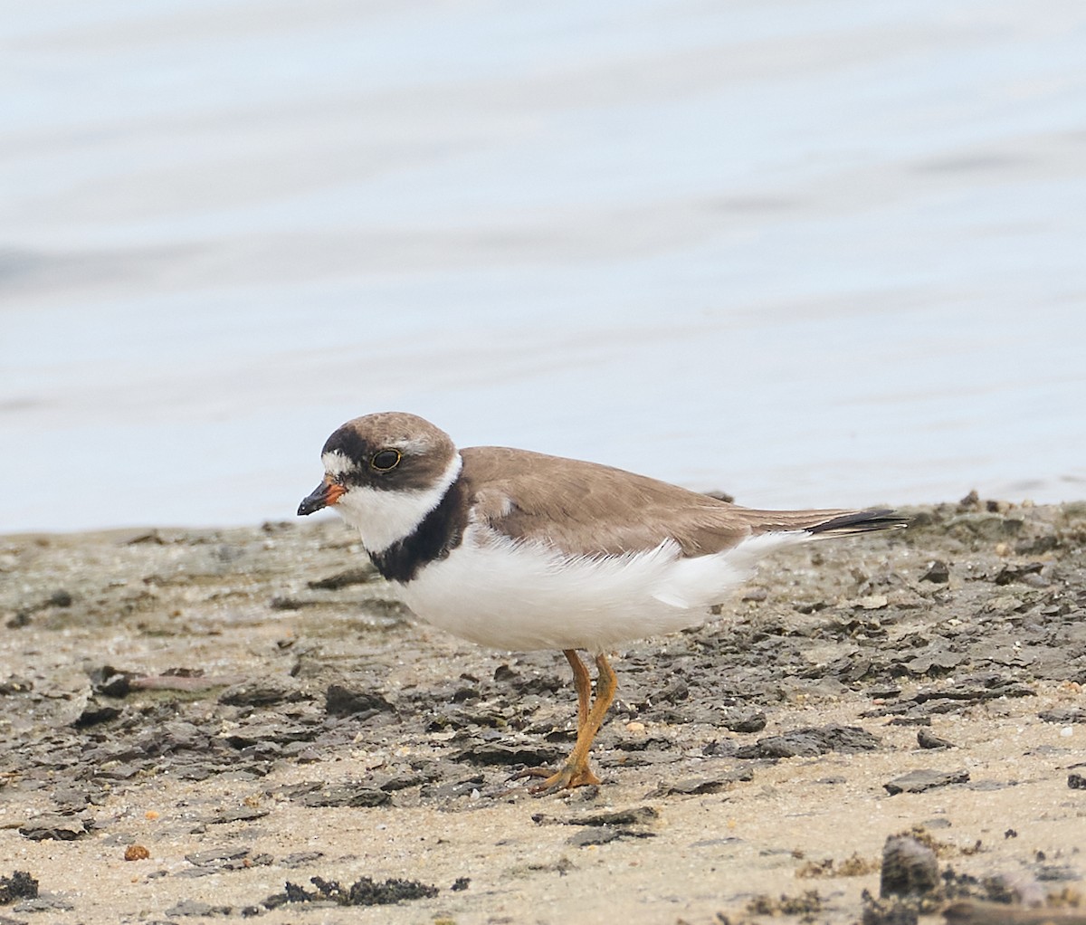 Semipalmated Plover - ML640098007