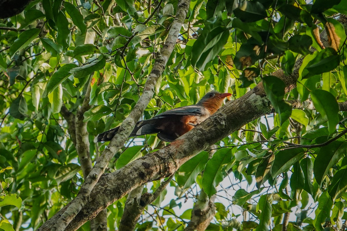 Red-billed Malkoha - ML640098013