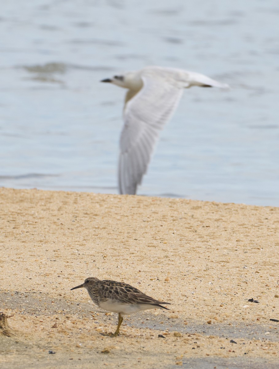 Gull-billed Tern - ML640098049