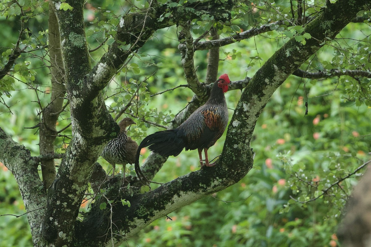 Gray Junglefowl - ML640098080