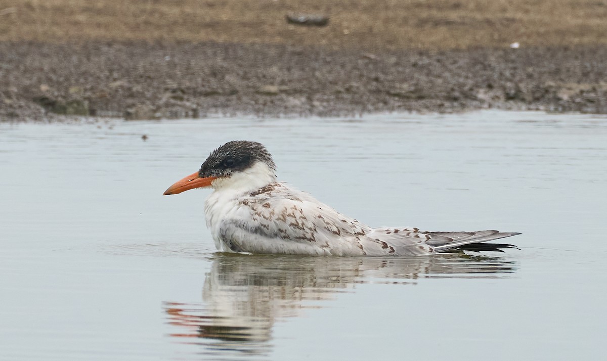 Caspian Tern - ML640098081