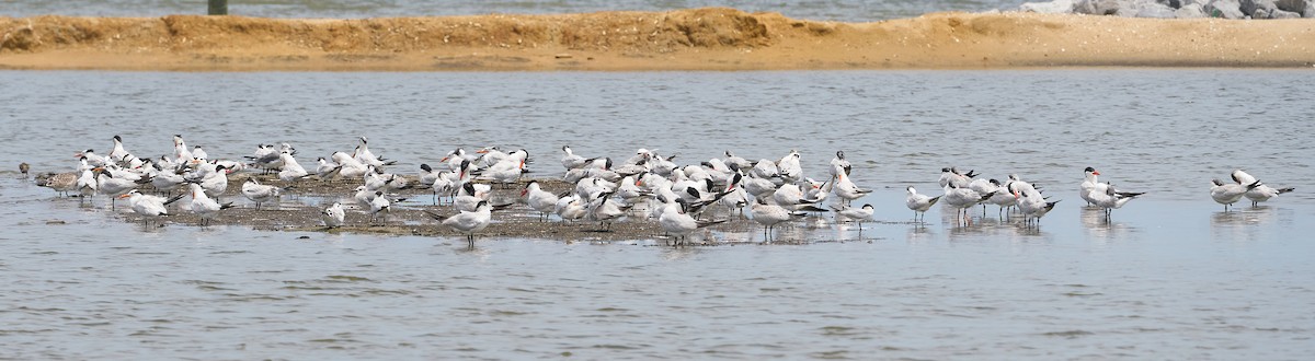 Caspian Tern - ML640098104