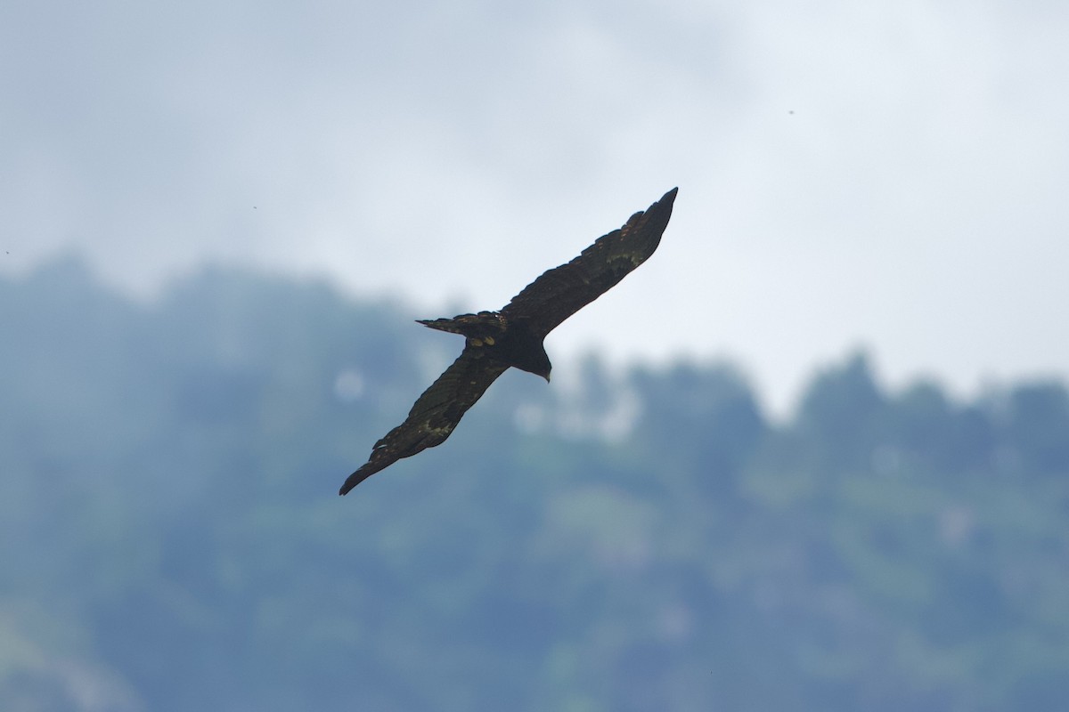 Black Eagle - ML640098130