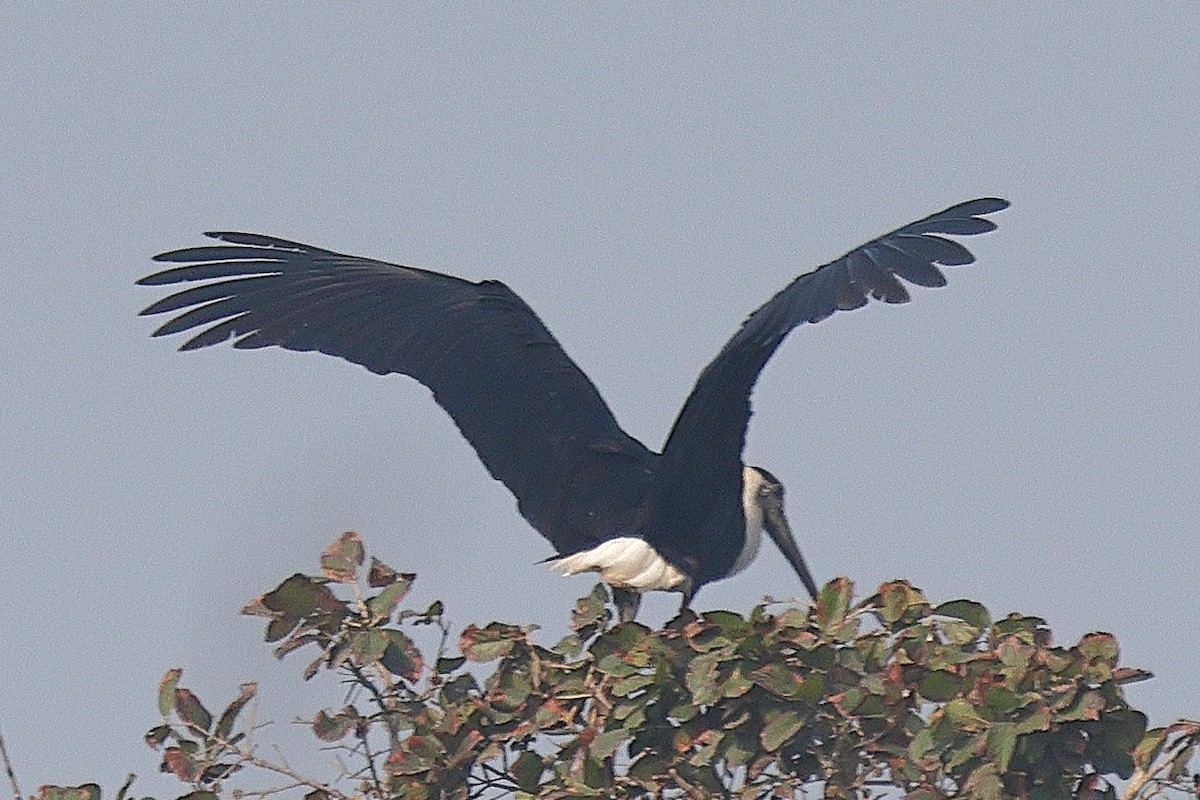 Asian Woolly-necked Stork - ML640098229