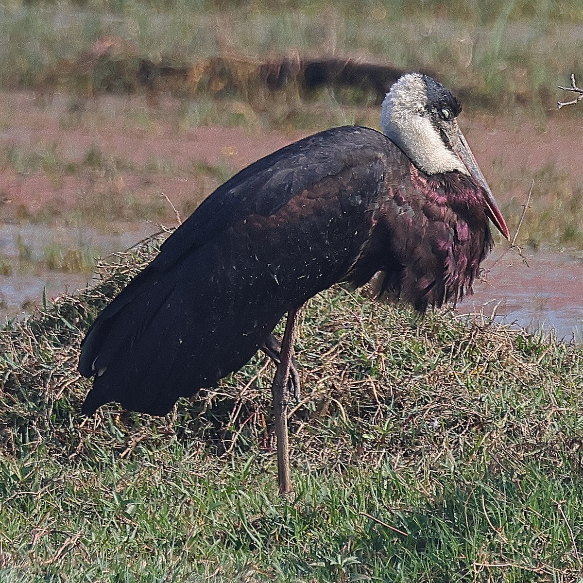 Asian Woolly-necked Stork - ML640098230