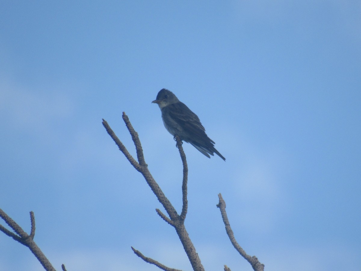 Olive-sided Flycatcher - ML640098269