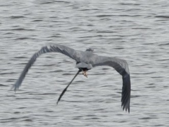 Great Blue Heron - ML640098306