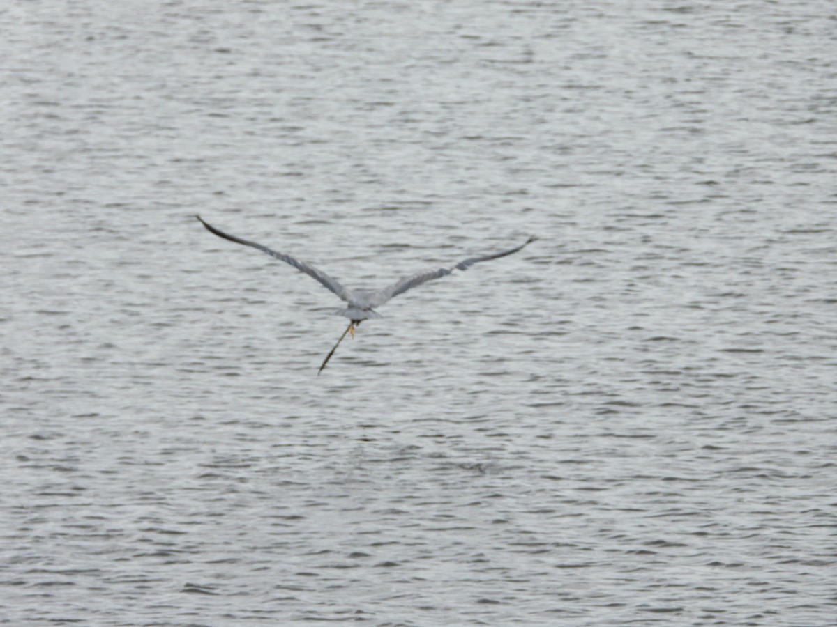 Great Blue Heron - ML640098307