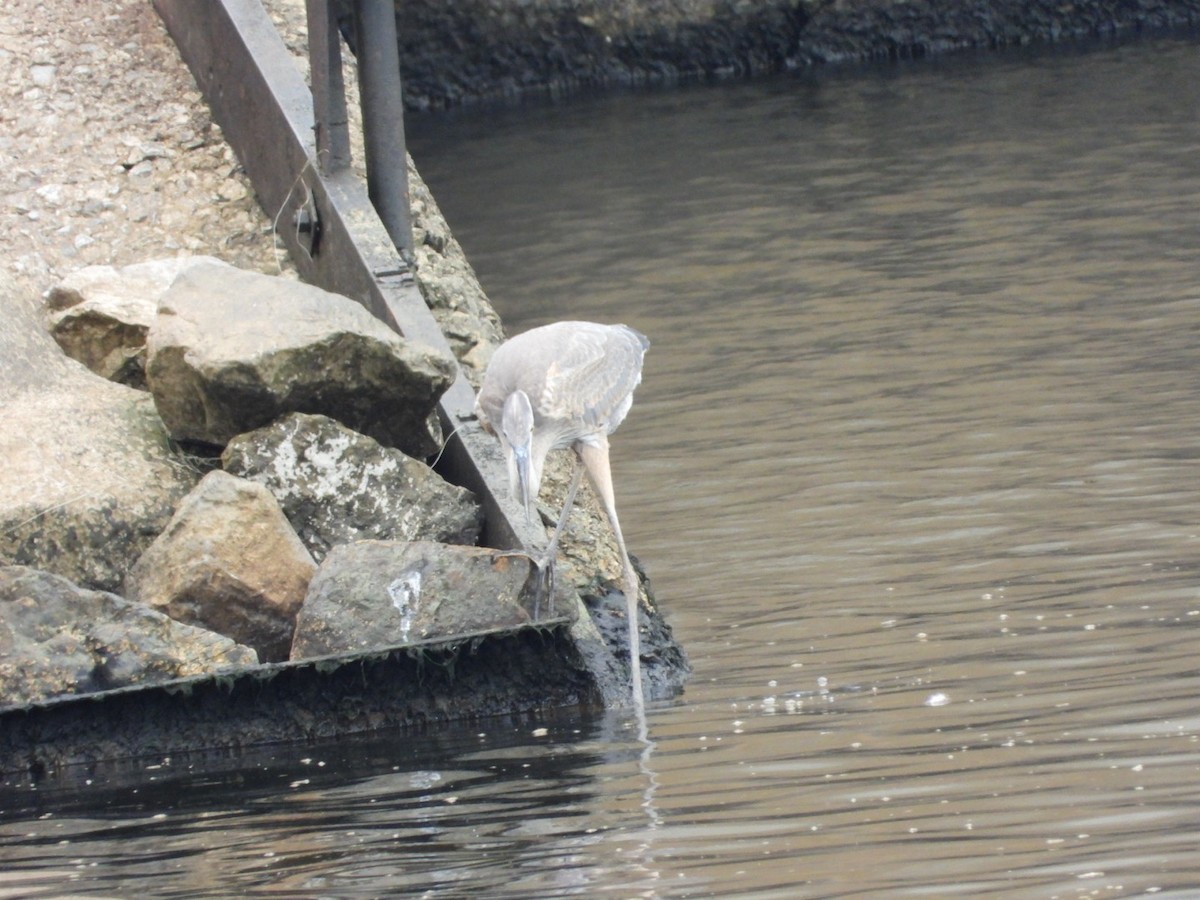 Great Blue Heron - ML640098309