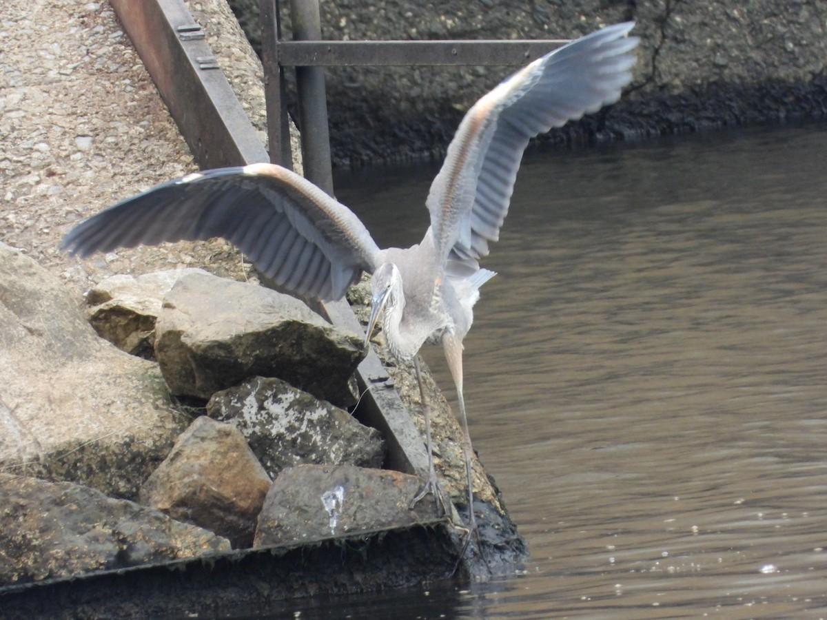 Great Blue Heron - ML640098310
