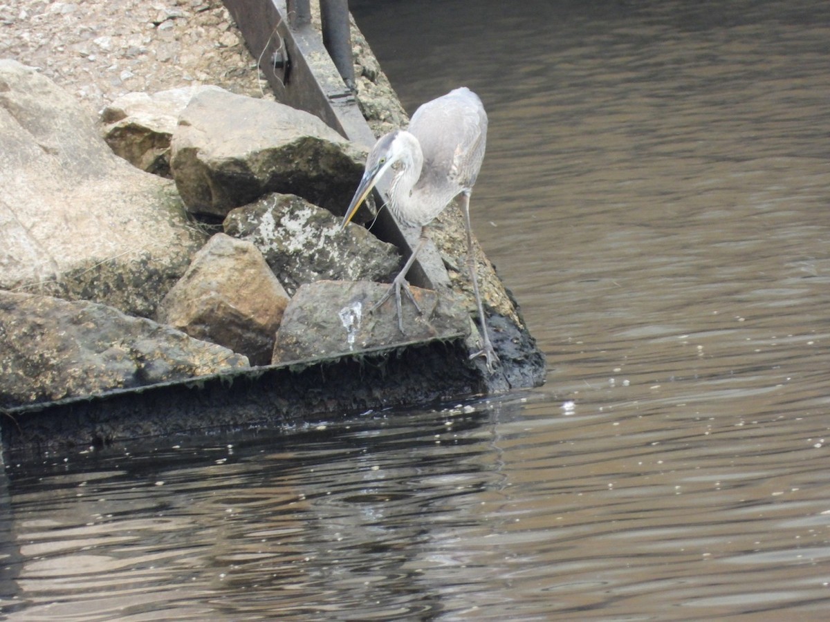 Great Blue Heron - ML640098311