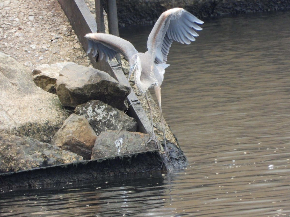 Great Blue Heron - ML640098312