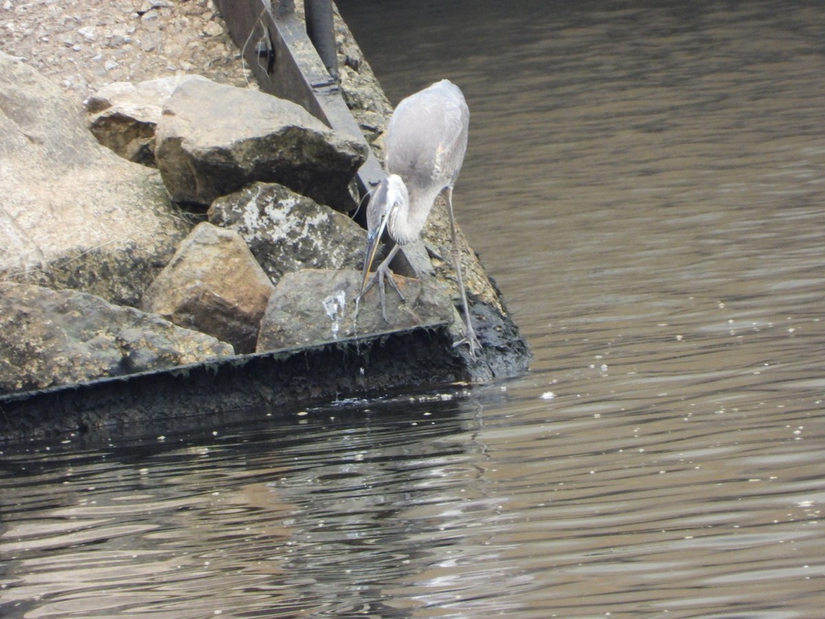 Great Blue Heron - ML640098313