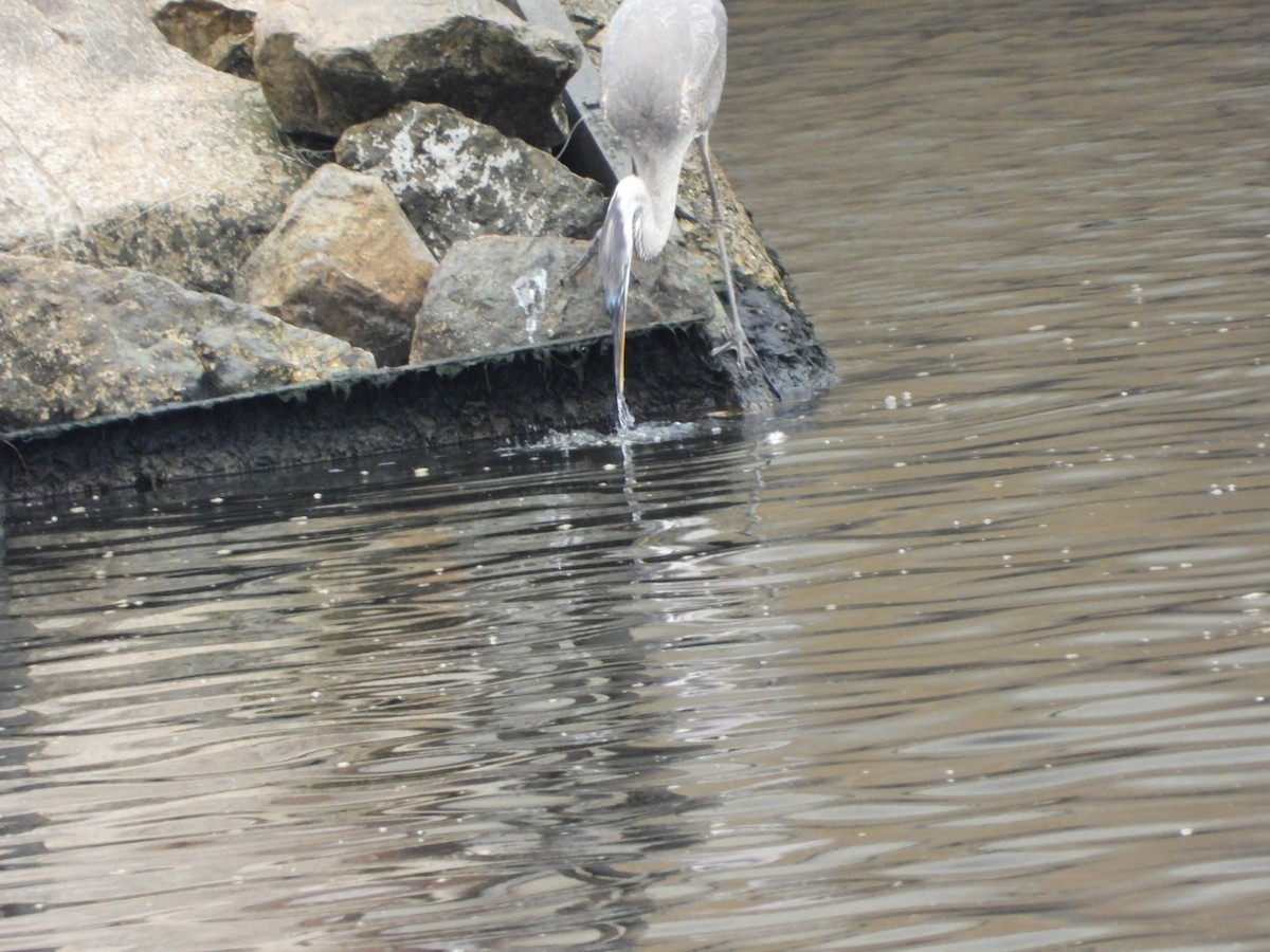 Great Blue Heron - ML640098314