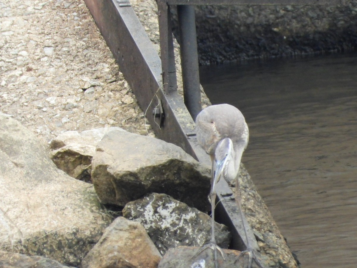Great Blue Heron - ML640098315