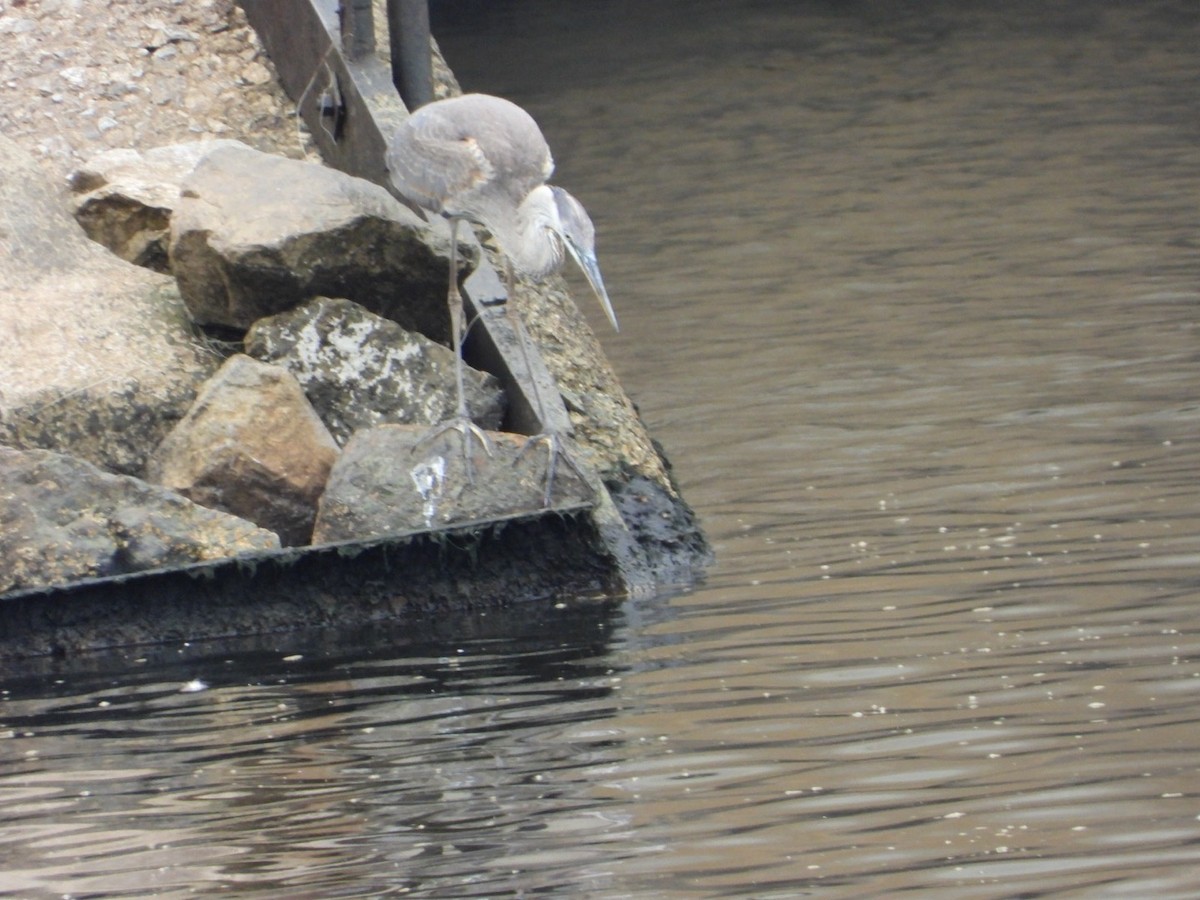 Great Blue Heron - ML640098316