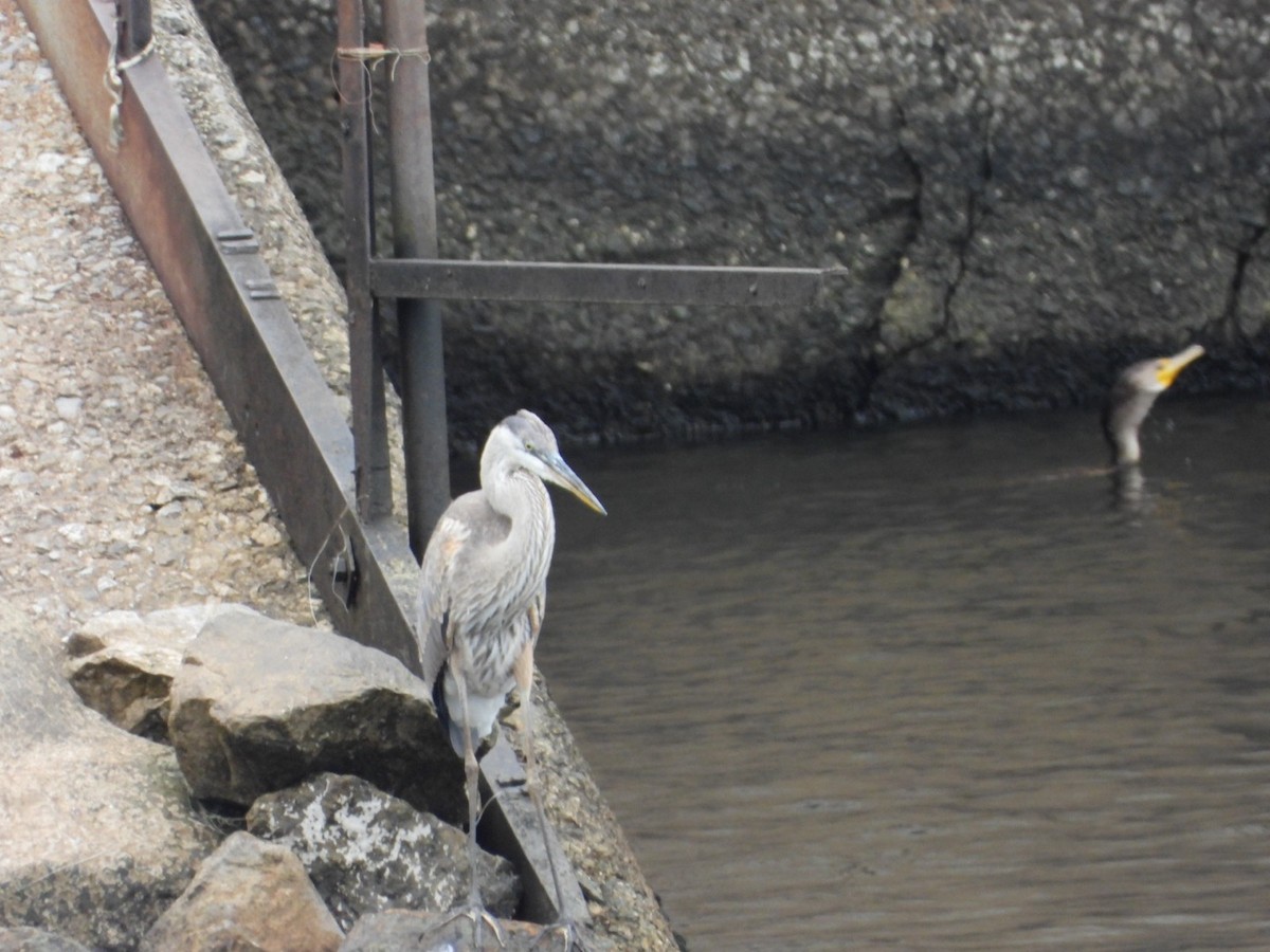 Great Blue Heron - ML640098317