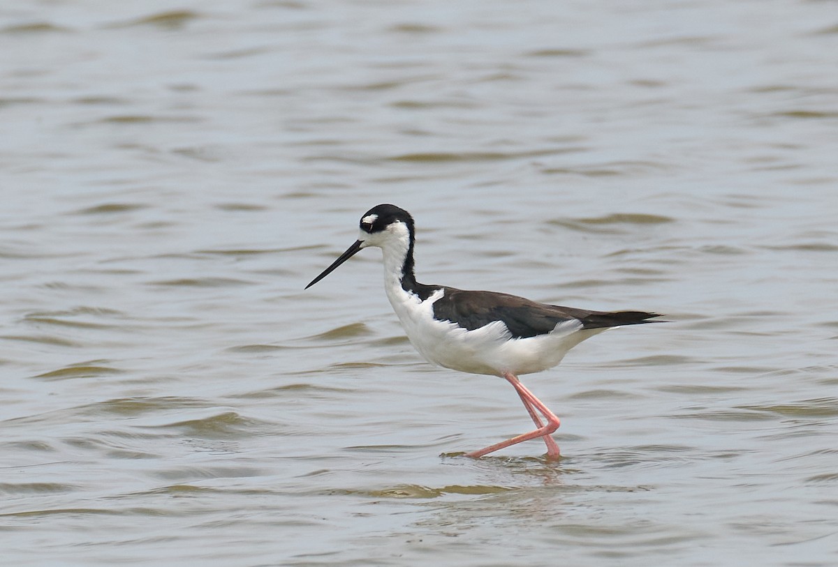 Black-necked Stilt - ML640098357