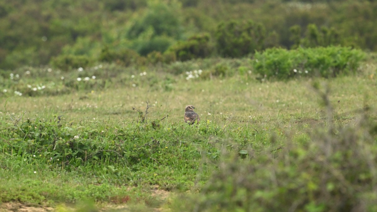 Pallid Harrier - ML640098402