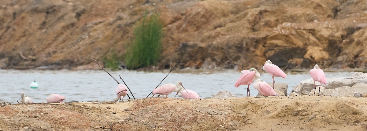 Roseate Spoonbill - ML640098418