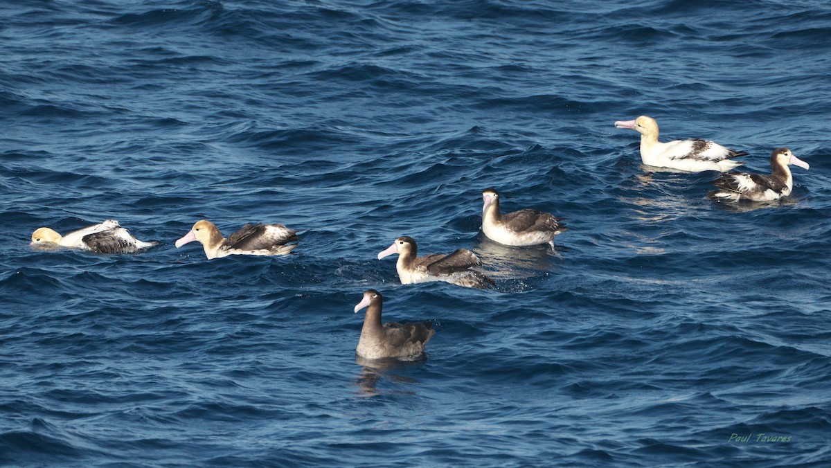 Short-tailed Albatross - ML640098437