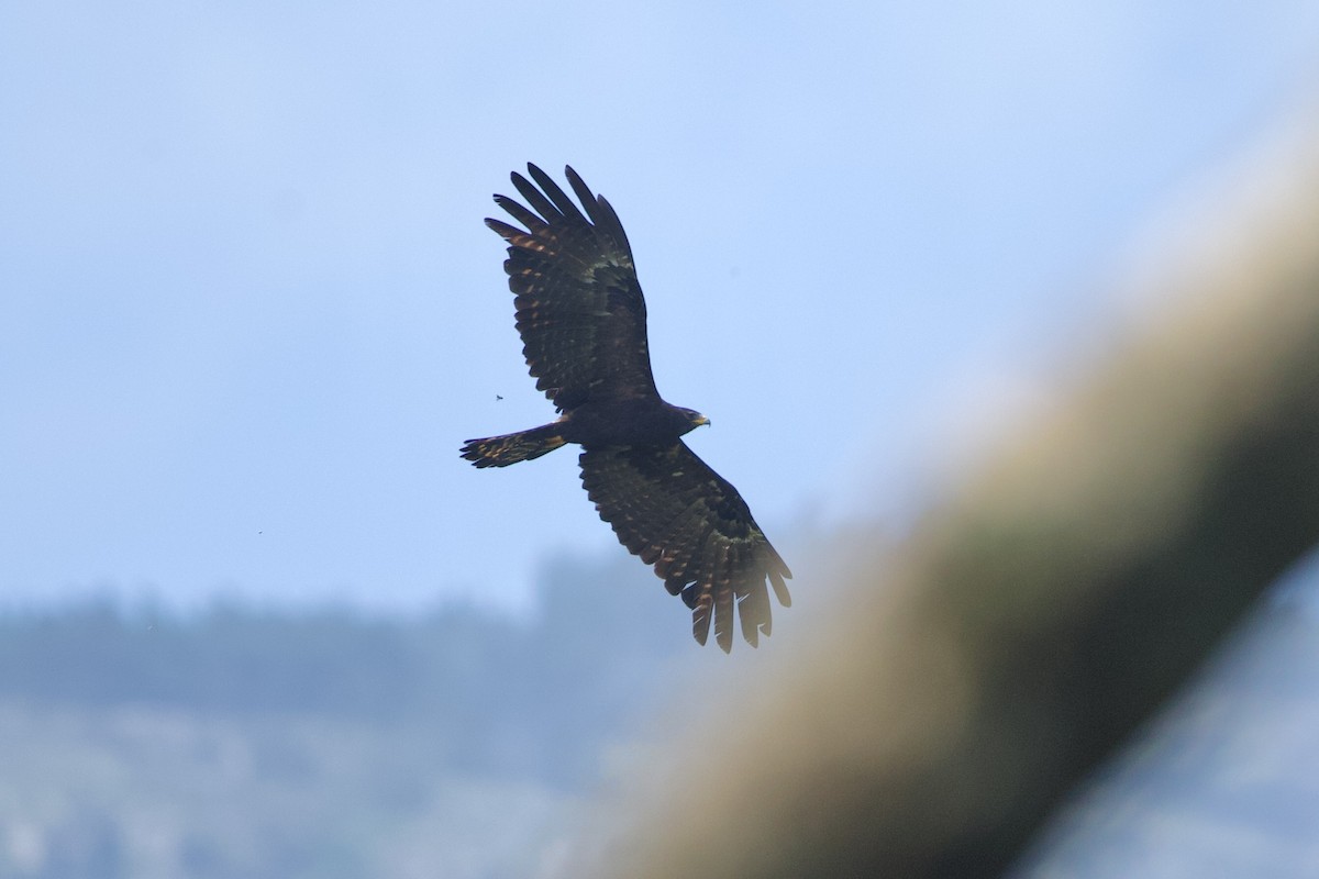 Black Eagle - ML640098457