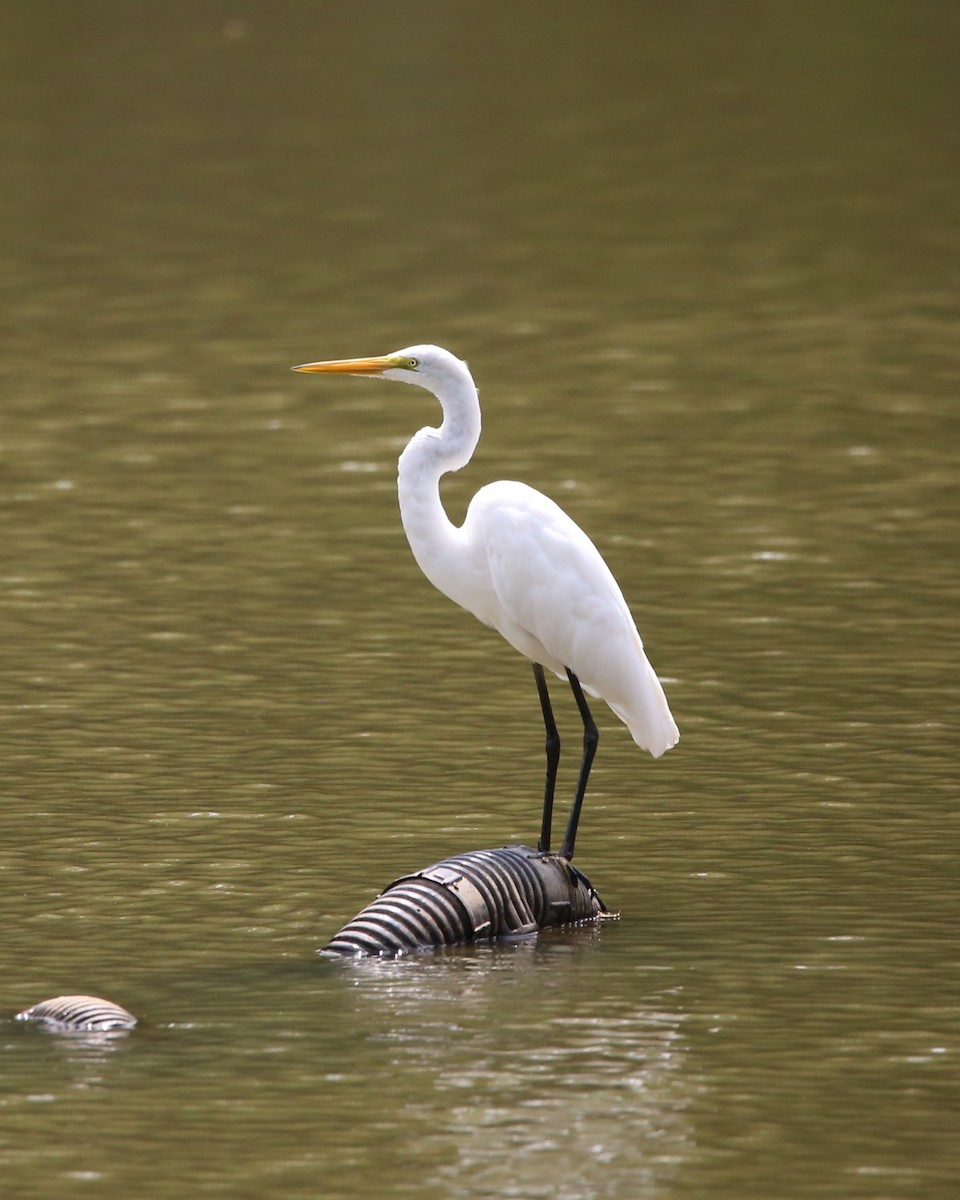 Цасч дэглий - ML640098544