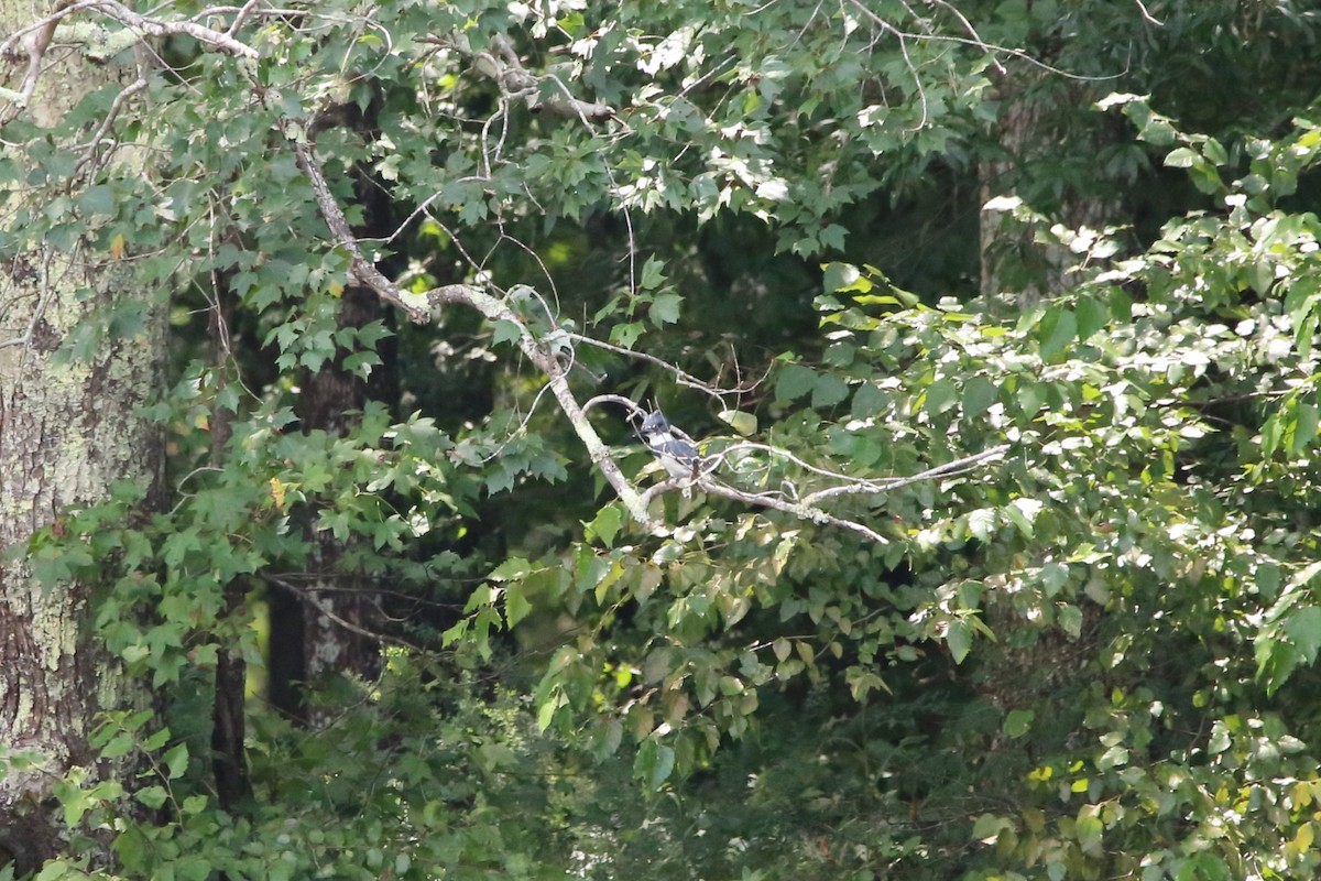 Belted Kingfisher - ML640098591