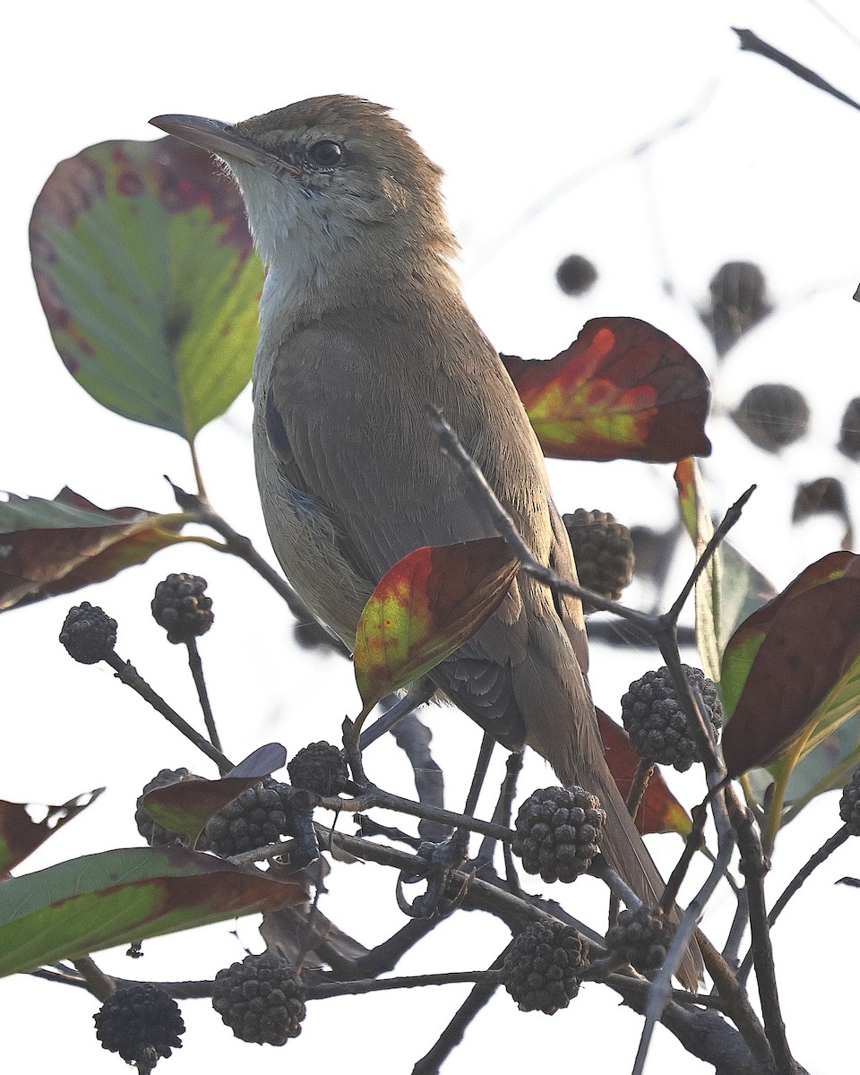Clamorous Reed Warbler - ML640098617