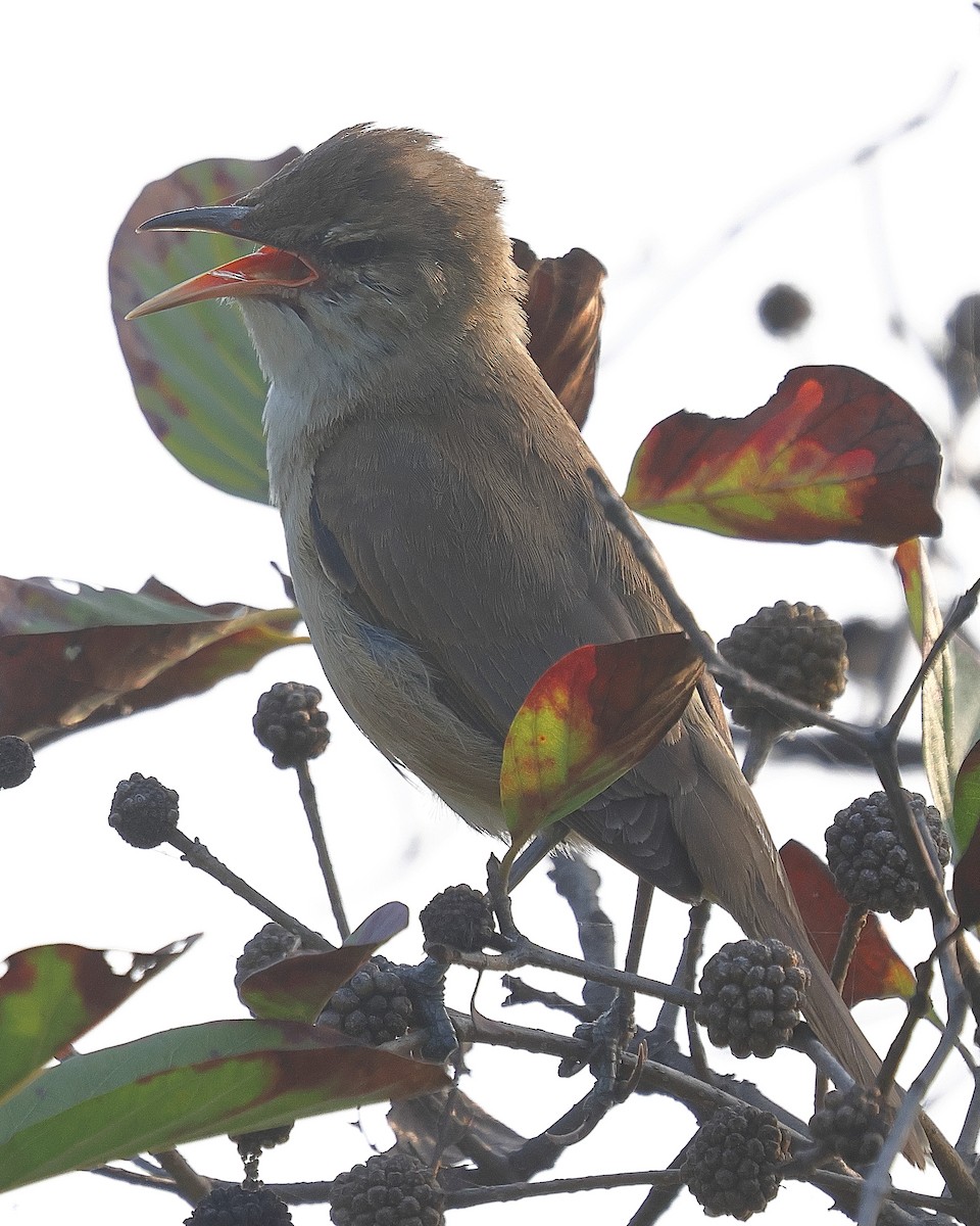 Clamorous Reed Warbler - ML640098618