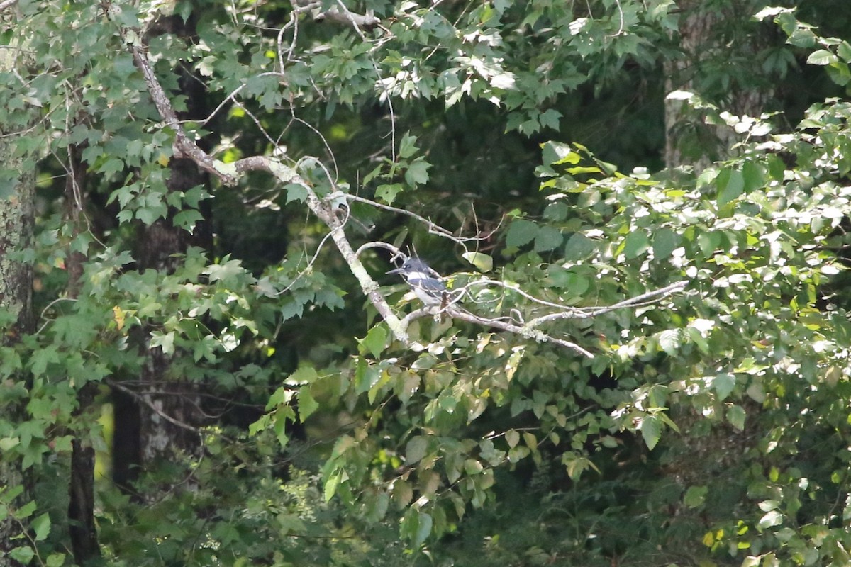 Belted Kingfisher - ML640098669