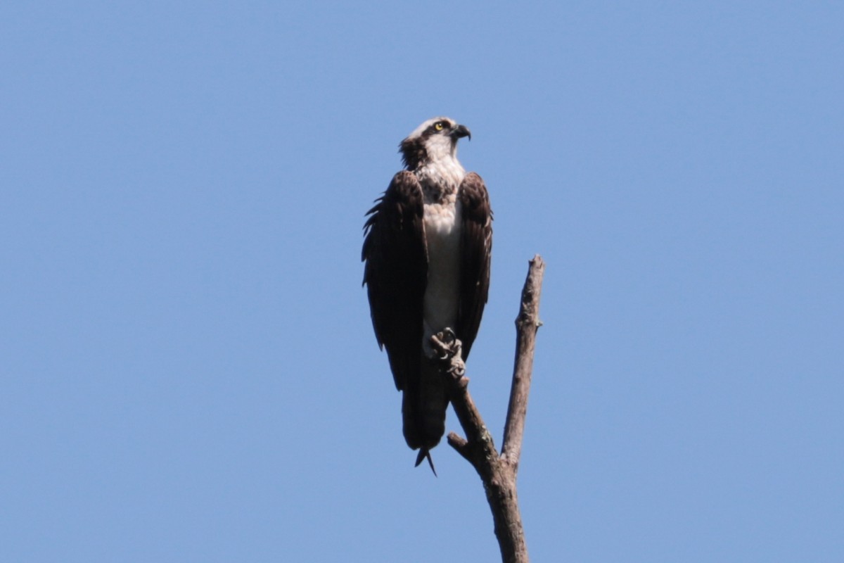 Balbuzard pêcheur - ML640098700
