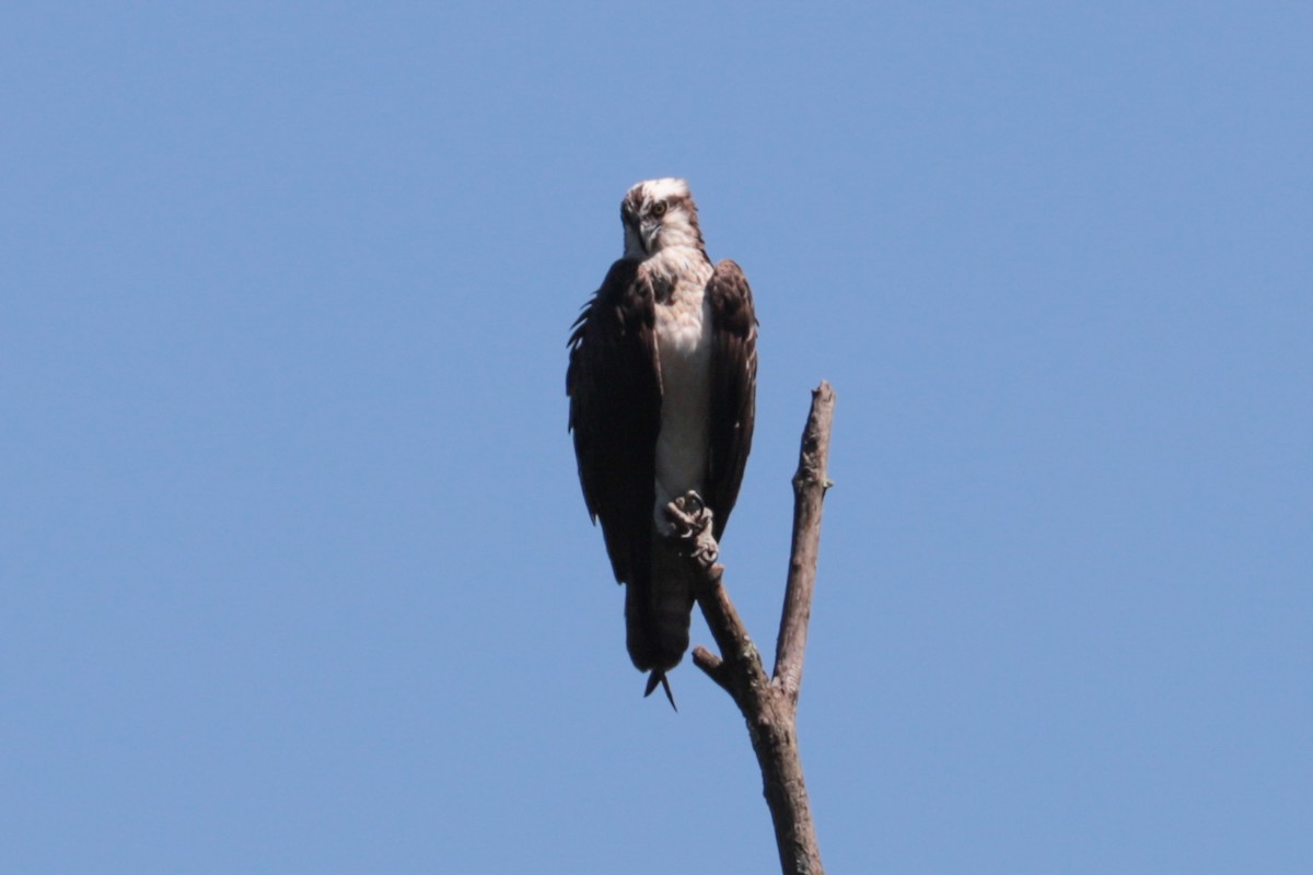 Balbuzard pêcheur - ML640098701