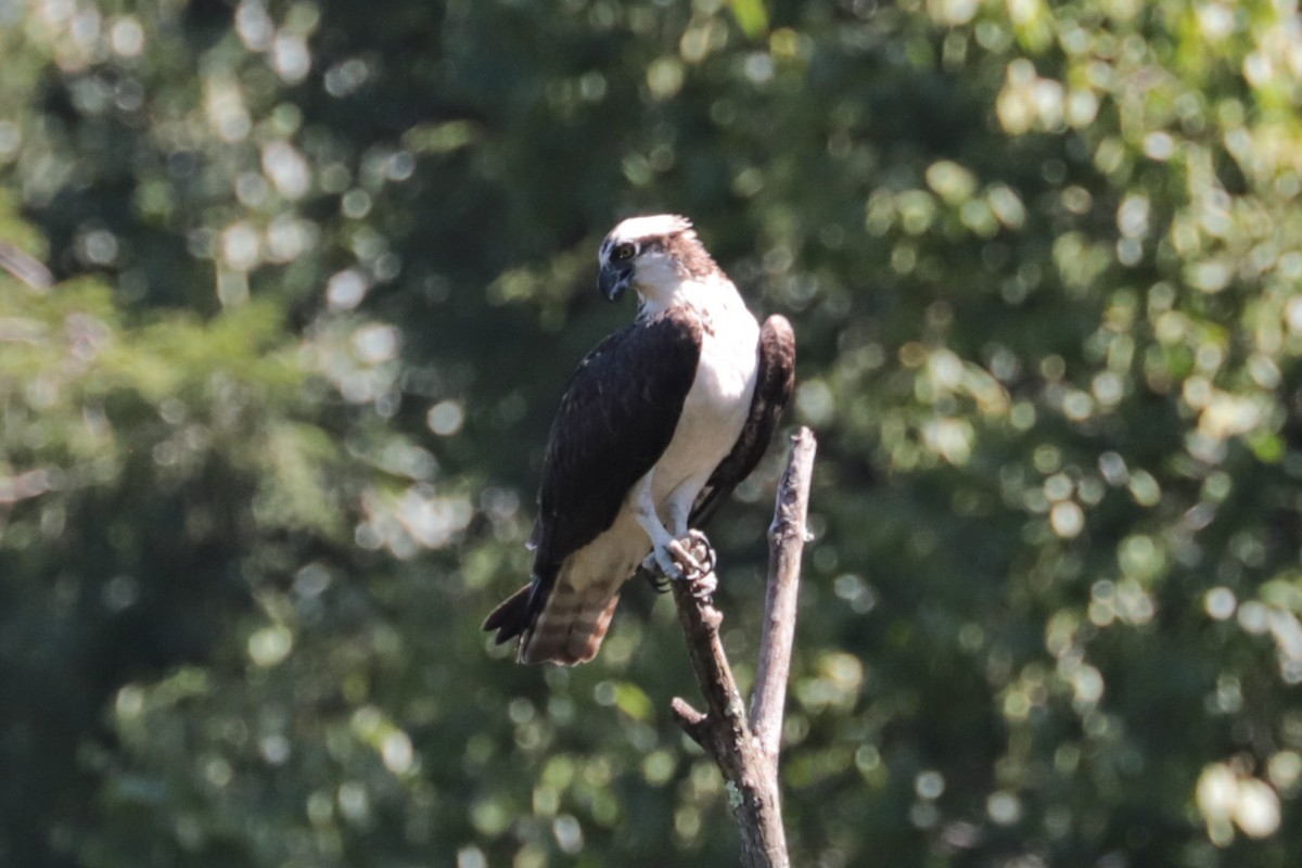 Balbuzard pêcheur - ML640098704
