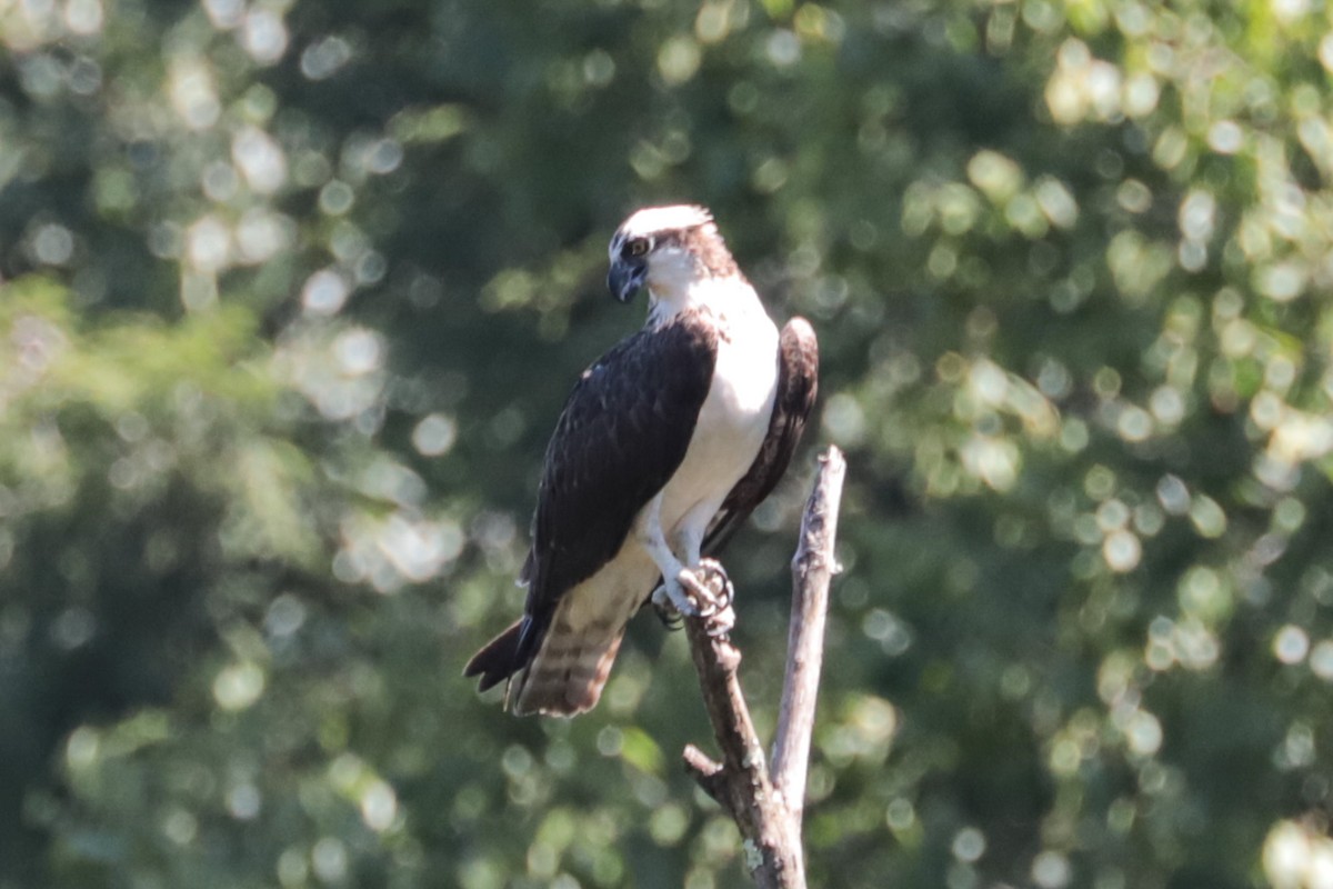 Balbuzard pêcheur - ML640098706