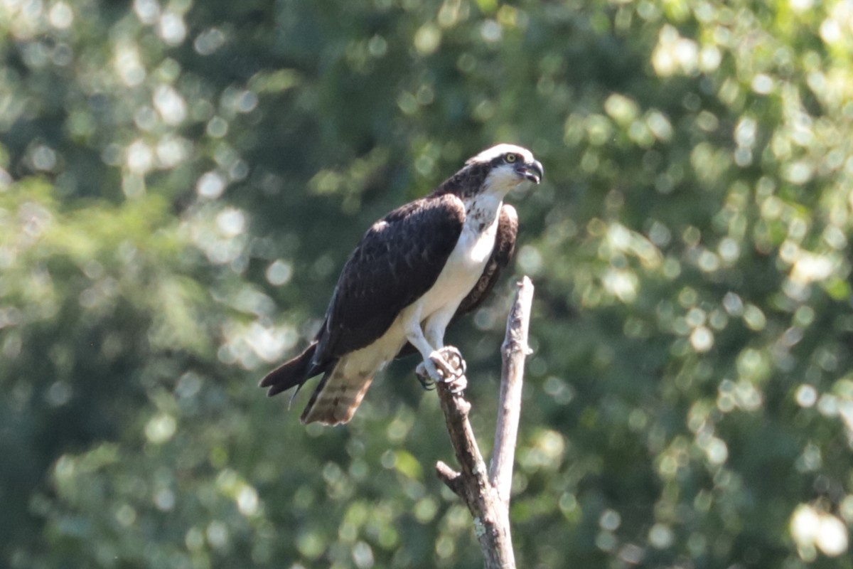 Balbuzard pêcheur - ML640098708