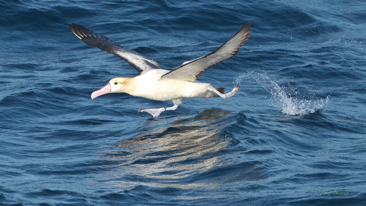 Albatros à queue courte - ML640098721