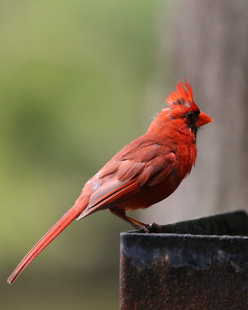 Cardinal rouge - ML640098722