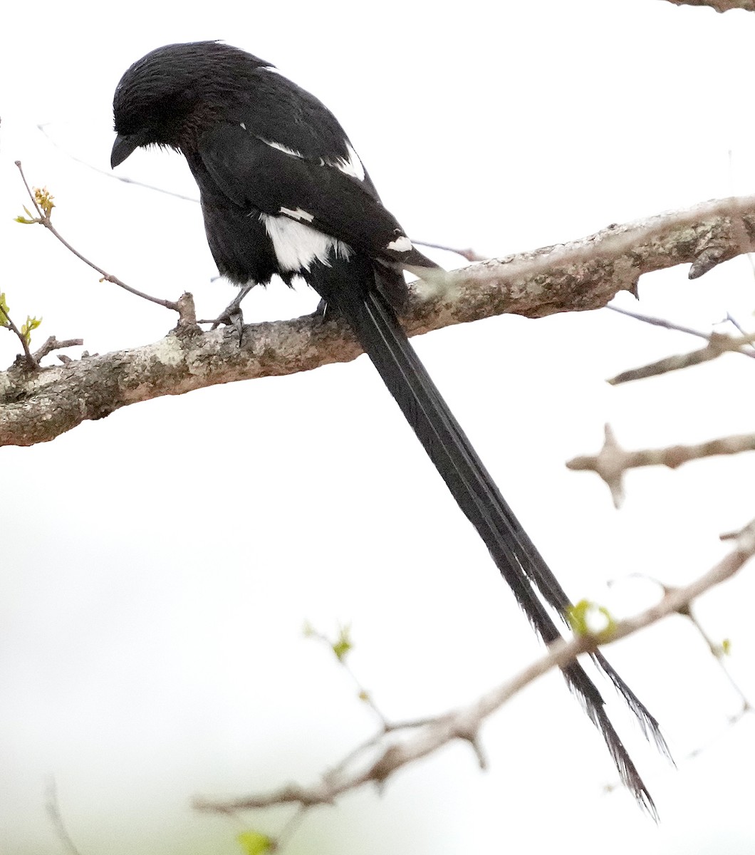 Magpie Shrike - ML640098782