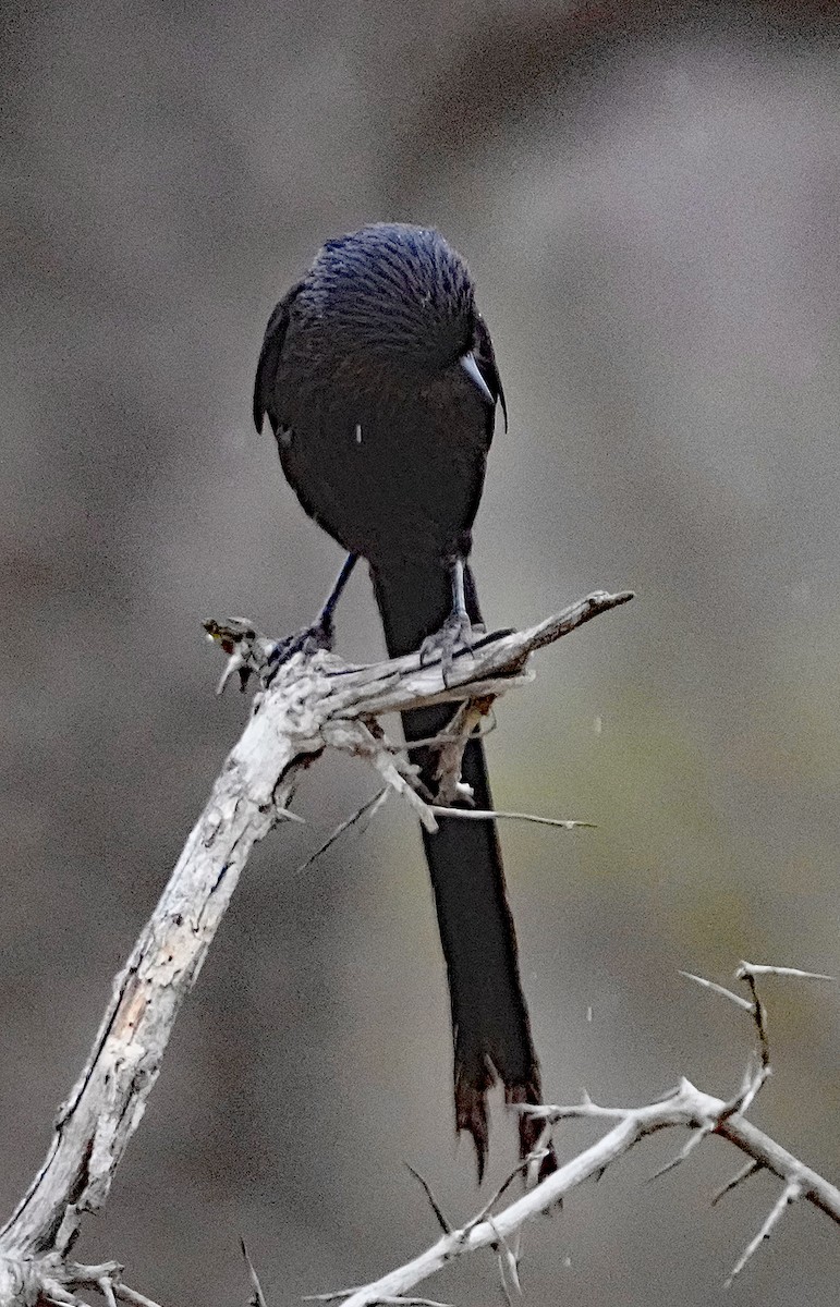 Magpie Shrike - ML640098784
