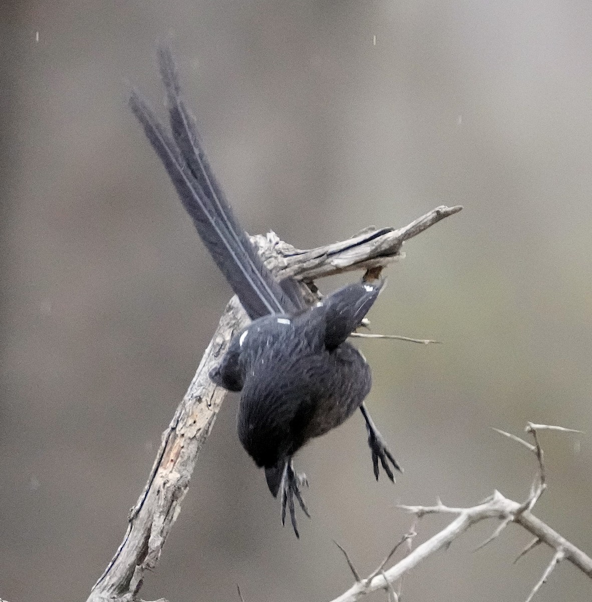 Magpie Shrike - ML640098785