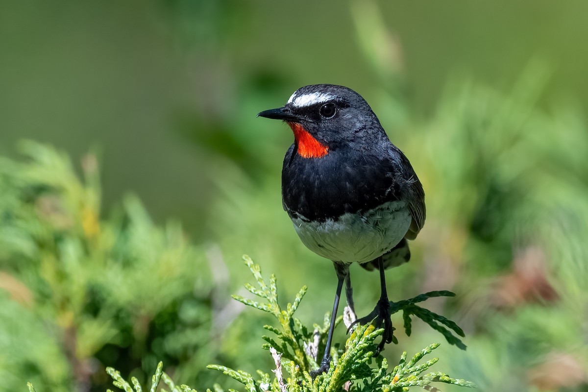 Himalayan Rubythroat - ML640098799