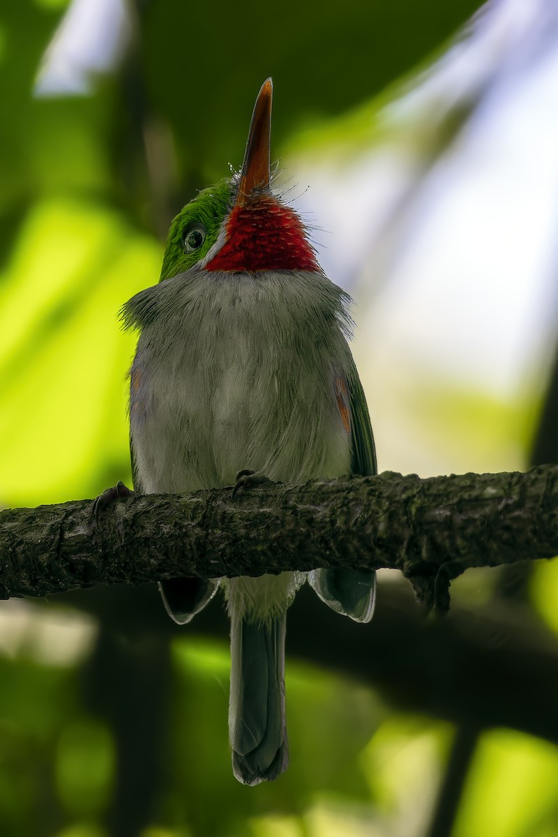 Narrow-billed Tody - ML640098805