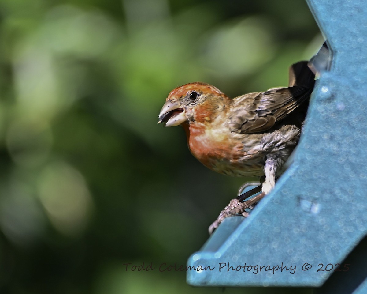 House Finch - ML640098834