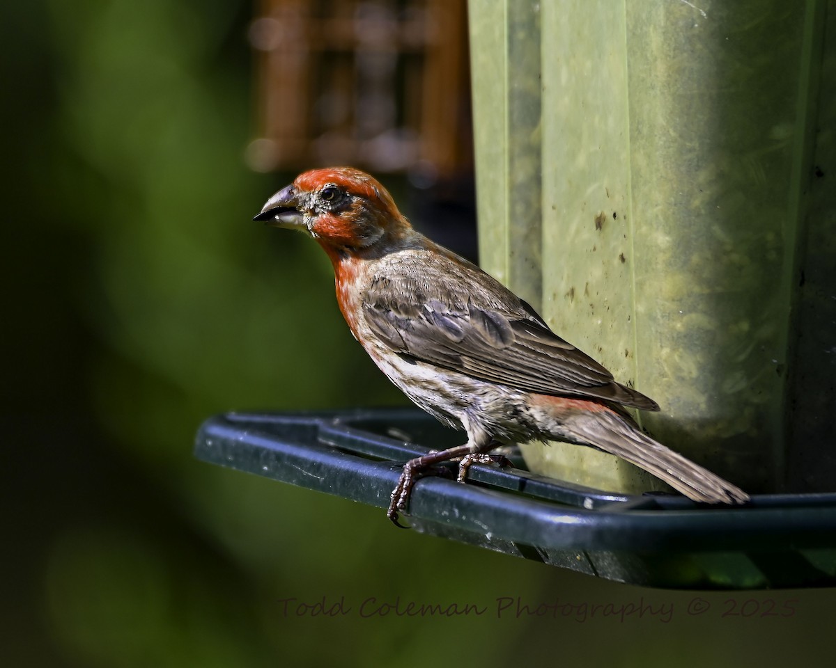 House Finch - ML640098835