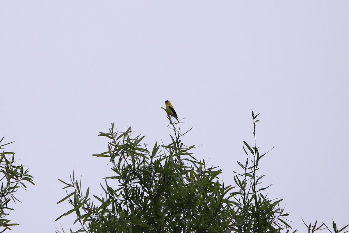 American Goldfinch - ML640098923