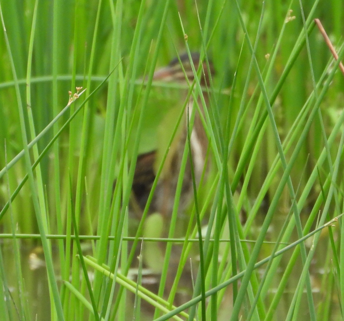 Least Bittern - ML640098947