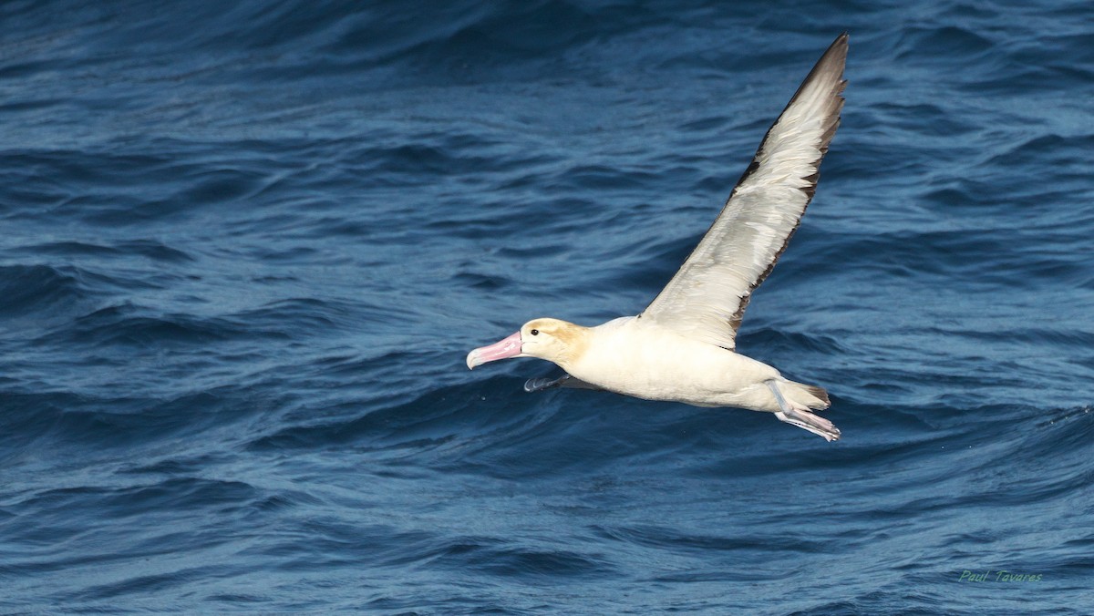 Short-tailed Albatross - ML640099005