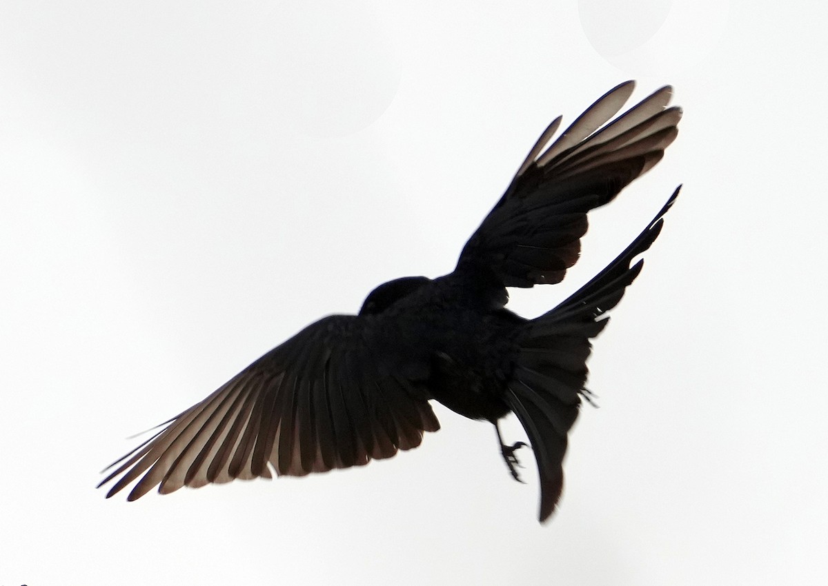 Fork-tailed Drongo (adsimilis Group) - ML640099011