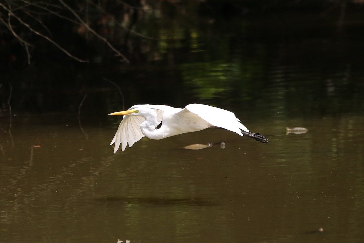 Цасч дэглий - ML640099042